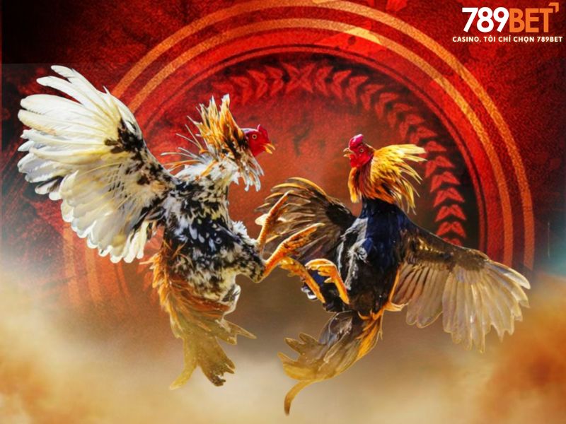 Đá gà 789BET – Kịch tính từng trận đấu