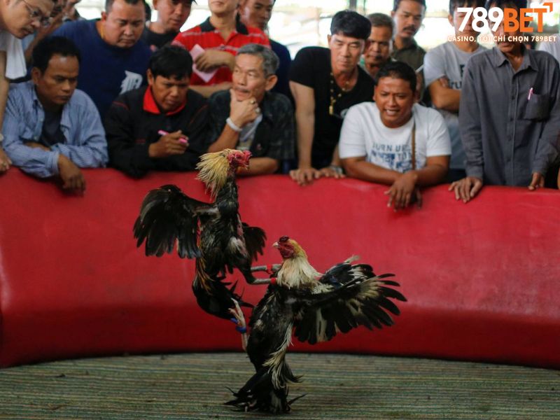 Quy trình tham gia cá cược đá gà 789BET nhanh nhất